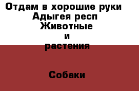 Отдам в хорошие руки - Адыгея респ. Животные и растения » Собаки   . Адыгея респ.